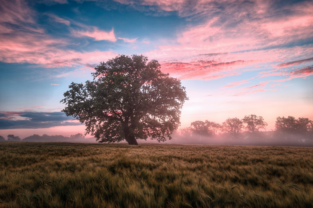 field, morning, sunrise, dawn, nature, landscape, sky, sunrise, nature, nature, nature, nature, nature, landscape, sky, sky